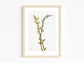 Botanical Vintage Willow Art Print - The Mary Vaux Walcott Collection