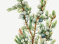 Botanical Vintage Juniper Art Print - The Mary Vaux Walcott Collection