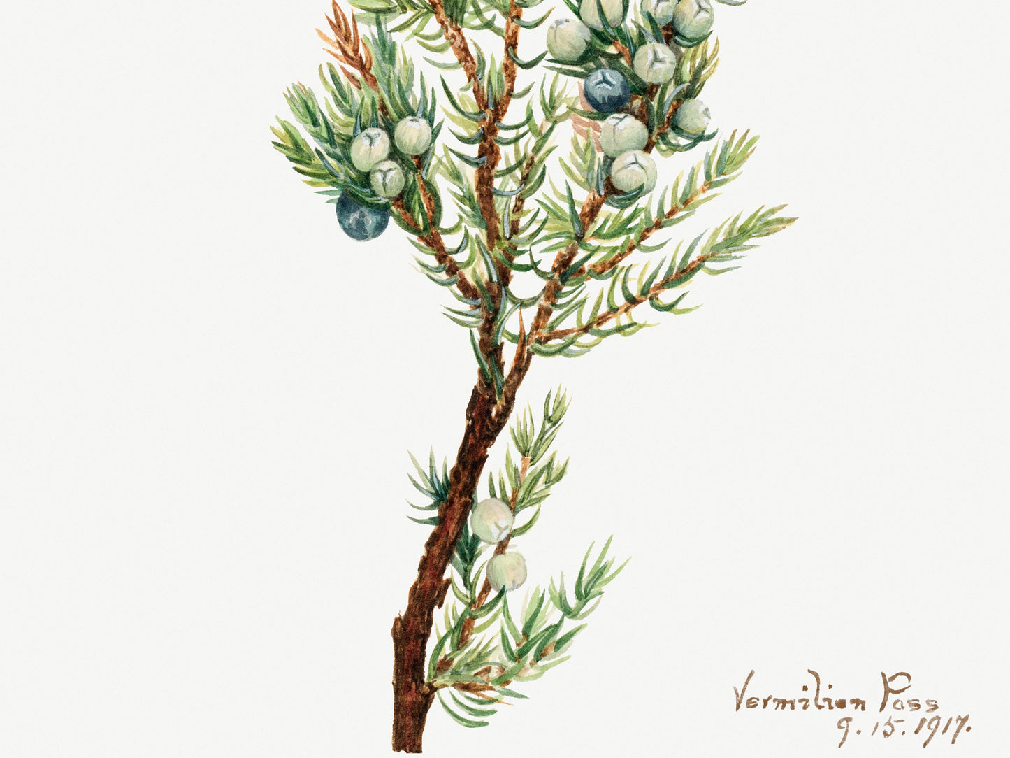 Botanical Vintage Juniper Art Print - The Mary Vaux Walcott Collection