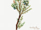 Botanical Vintage Juniper Art Print - The Mary Vaux Walcott Collection