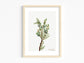 Botanical Vintage Juniper Art Print - The Mary Vaux Walcott Collection