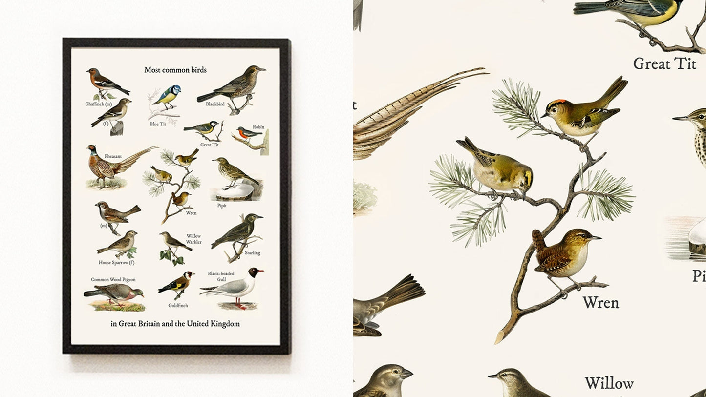 Vintage British Garden Birds - Most Common Birds Print