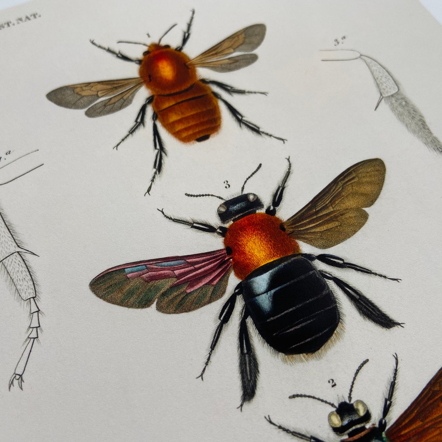 Vintage Insects - Set of 3 Prints - Butterfly, Beetle, Bee