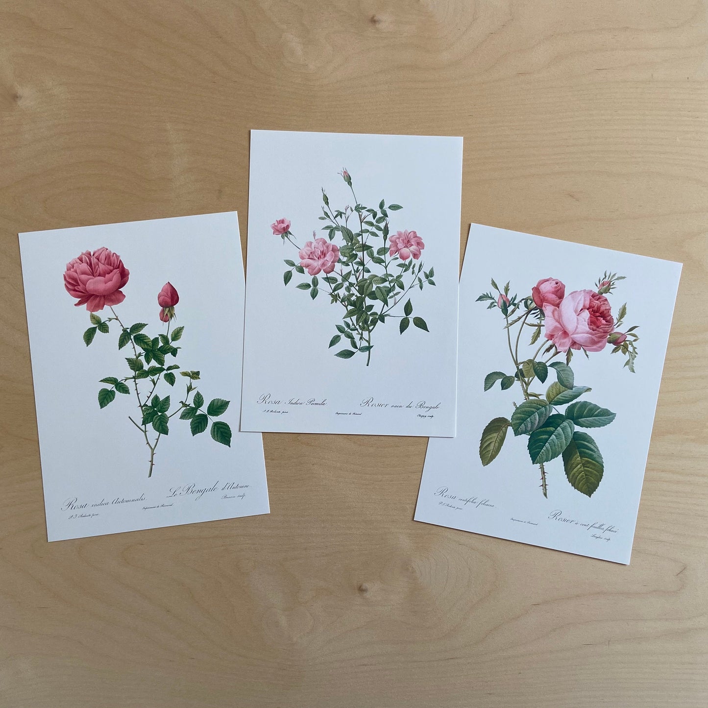 Botanical Vintage Roses - Set of 3 Prints