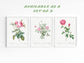 Botanical Vintage Roses - Set of 6 Prints