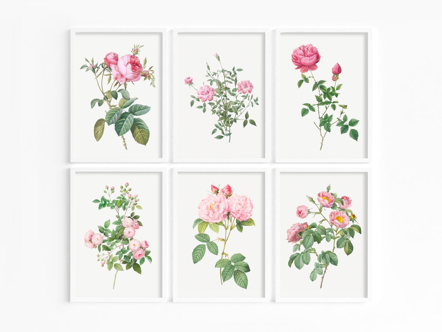 Botanical Vintage Roses - Set of 6 Prints