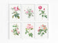 Botanical Vintage Roses - Set of 6 Prints