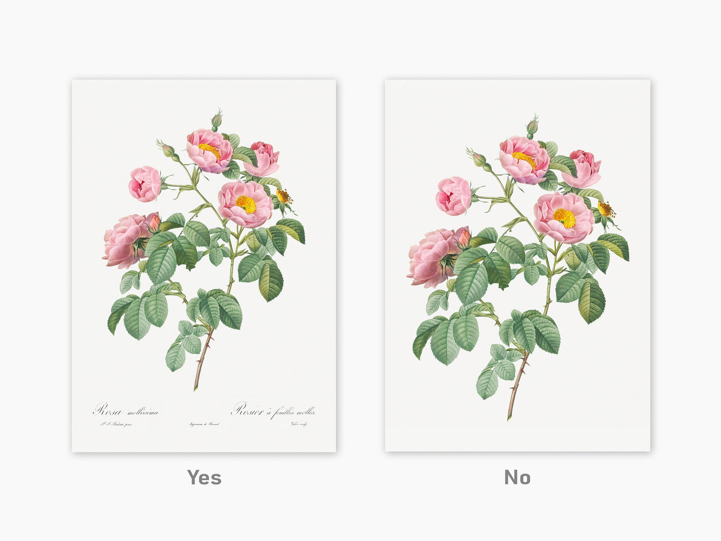 Botanical Vintage Roses - Set of 6 Prints