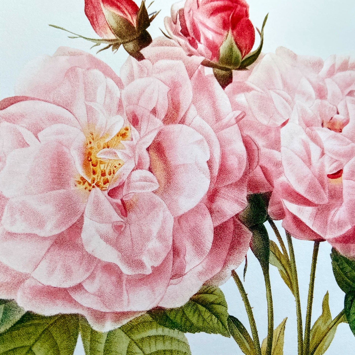 Botanical Vintage Roses - Set of 6 Prints