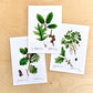 Vintage Oak Tree Species - Set of 6 Prints