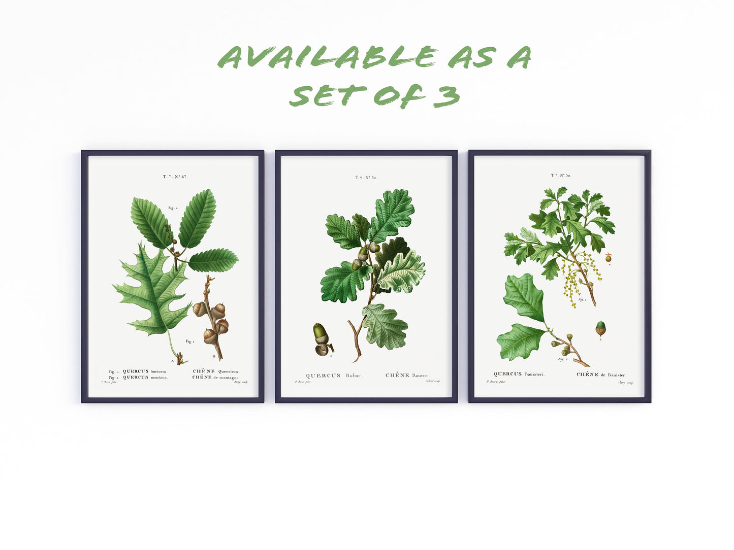 Vintage Oak Tree Species - Set of 6 Prints