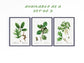 Vintage Oak Tree Species - Set of 6 Prints