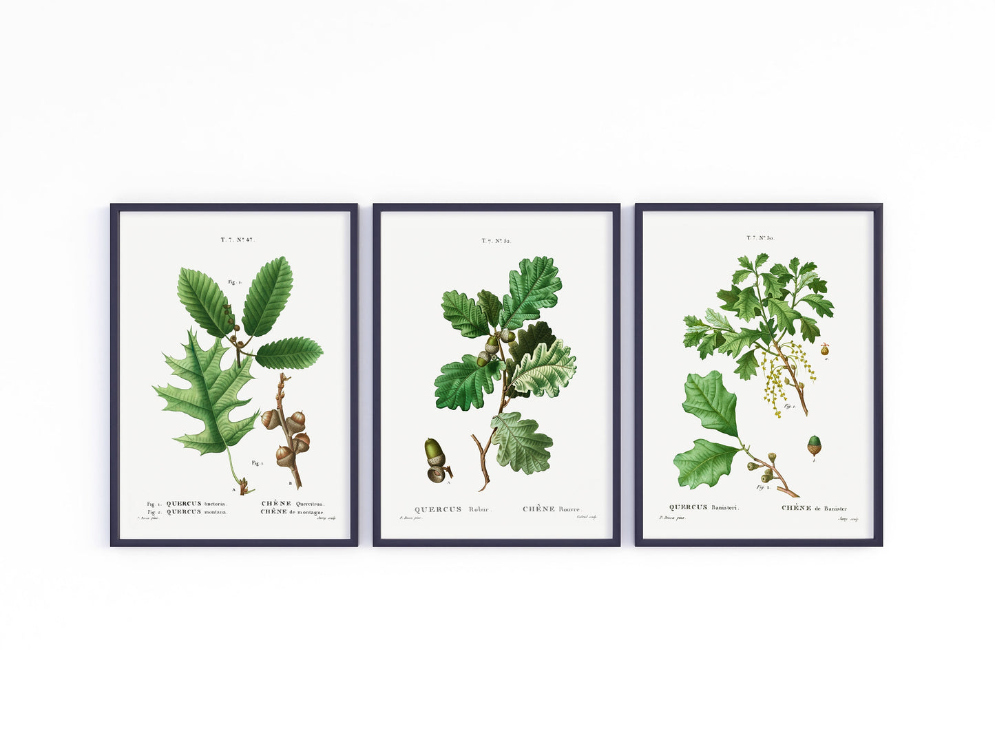 Vintage Oak Tree Species - Set of 3 Prints