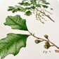 Vintage Oak Tree Species - Set of 3 Prints