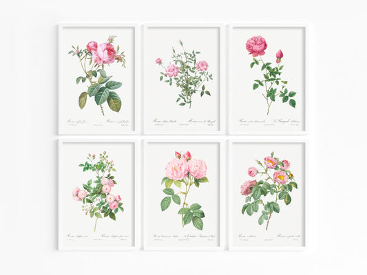 Botanical Vintage Roses - Set of 6 Prints