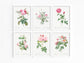 Botanical Vintage Roses - Set of 6 Prints