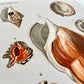 Vintage Nautical Seashells - Set of 3 Prints