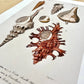 Vintage Nautical Seashells - Set of 3 Prints