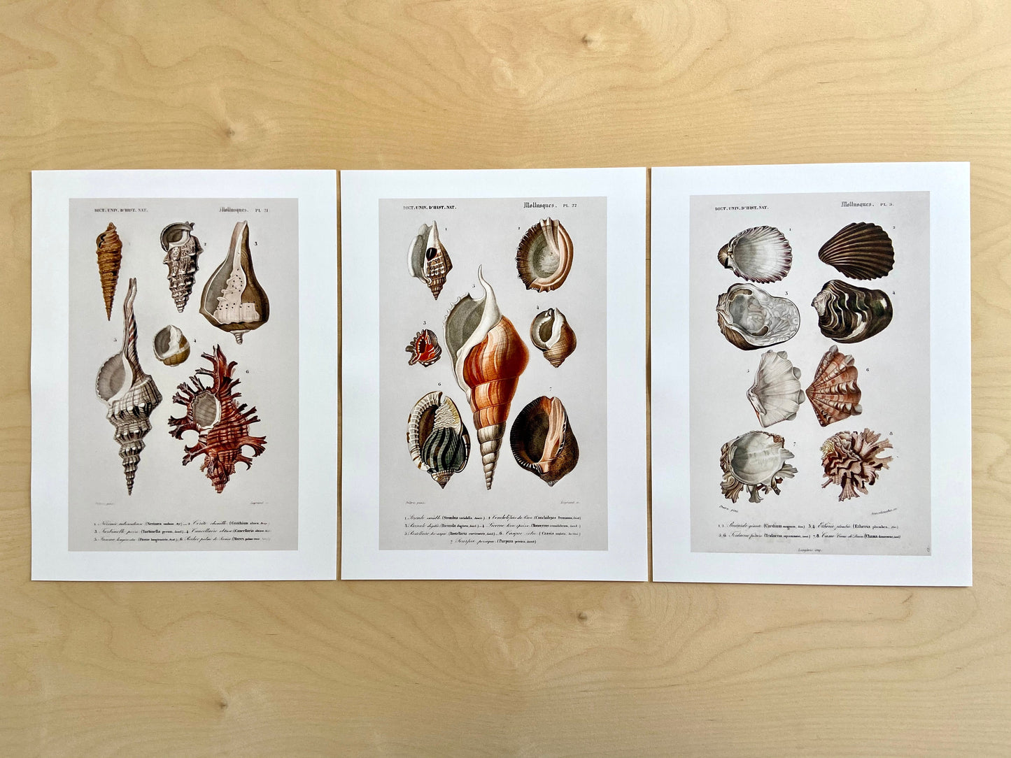 Vintage Nautical Seashells - Set of 3 Prints