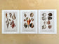 Vintage Nautical Seashells - Set of 3 Prints