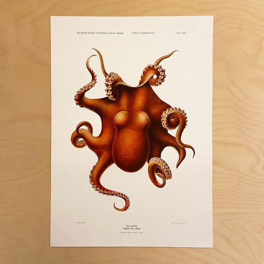 Vintage Nautical Octopus Art Print