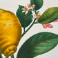 Botanical Vintage Lemons Plants & Fruits - Set of 3 Prints