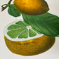 Botanical Vintage Lemons Plants & Fruits - Set of 3 Prints