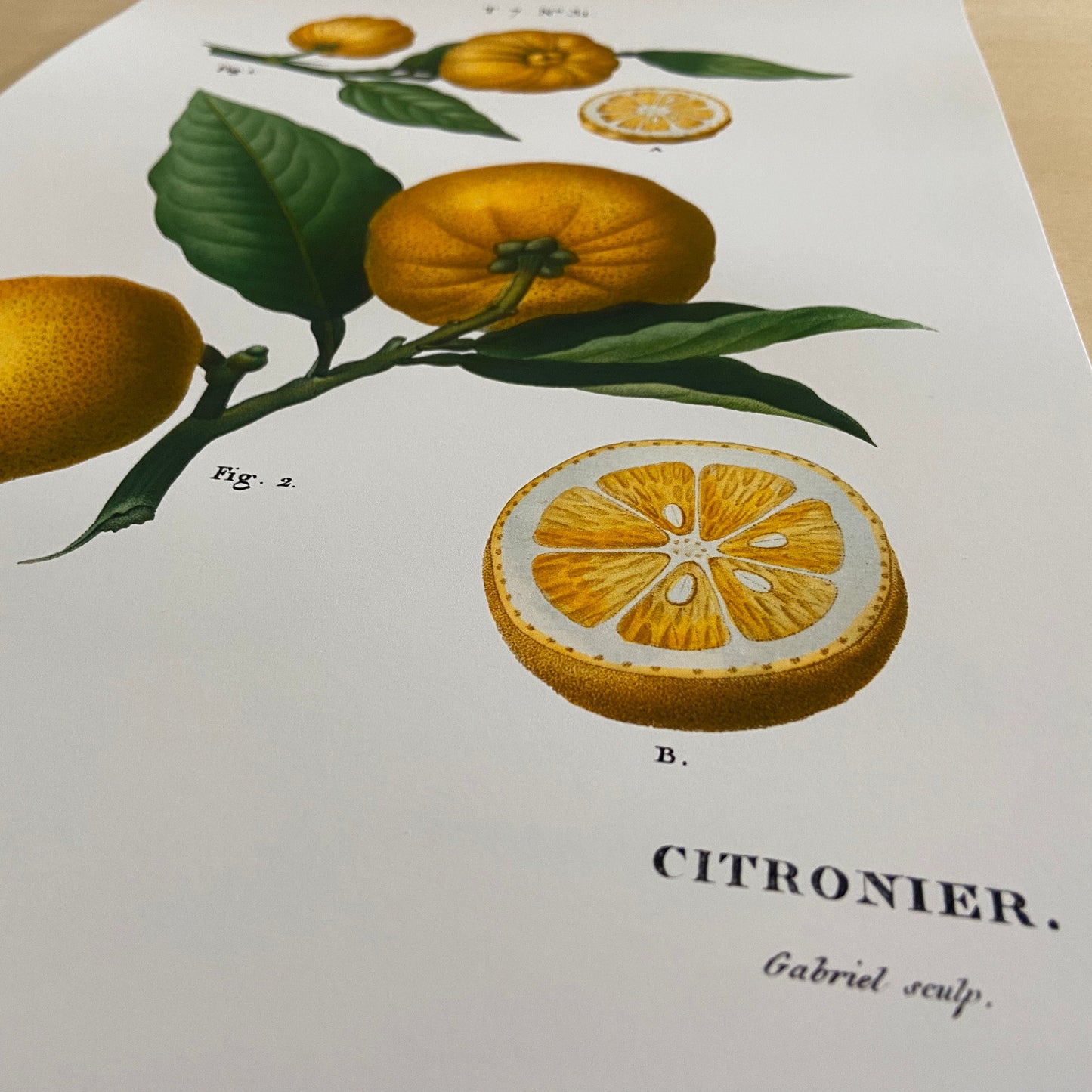 Botanical Vintage Lemons Plants & Fruits - Set of 3 Prints