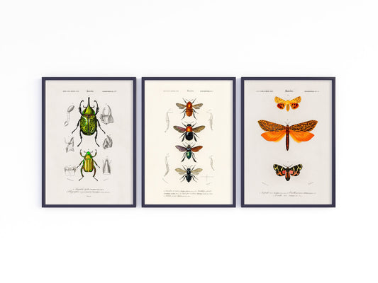 Vintage Insects - Set of 3 Prints - Butterfly, Beetle, Bee