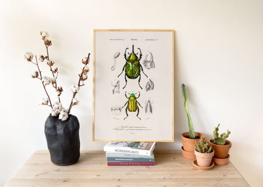 Vintage Insects - Set of 3 Prints - Butterfly, Beetle, Bee