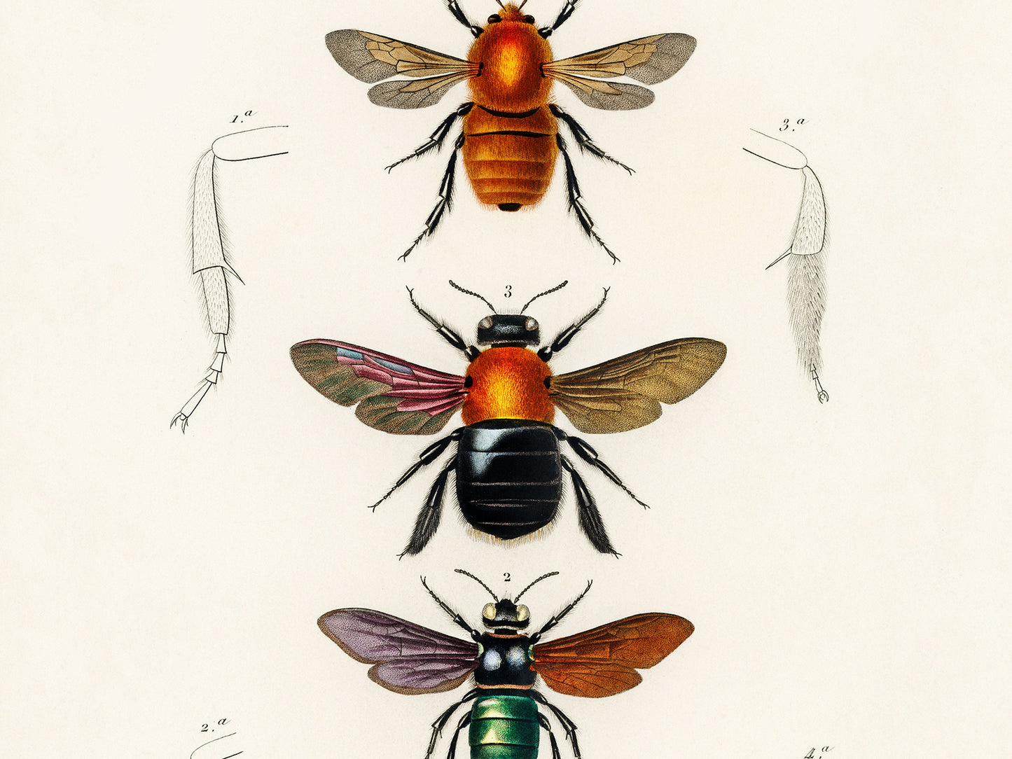 Vintage Insects - Set of 3 Prints - Butterfly, Beetle, Bee