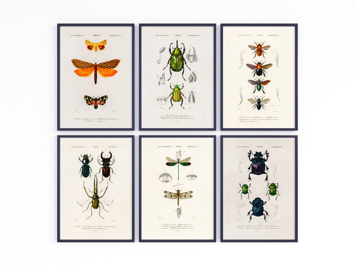 Vintage Insects - Set of 6 Prints - Butterfly, Beetle, Bee, Dragonfly