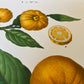 Botanical Vintage Lemons Plants & Fruits - Set of 6 Prints