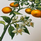 Botanical Vintage Lemons Plants & Fruits - Set of 6 Prints