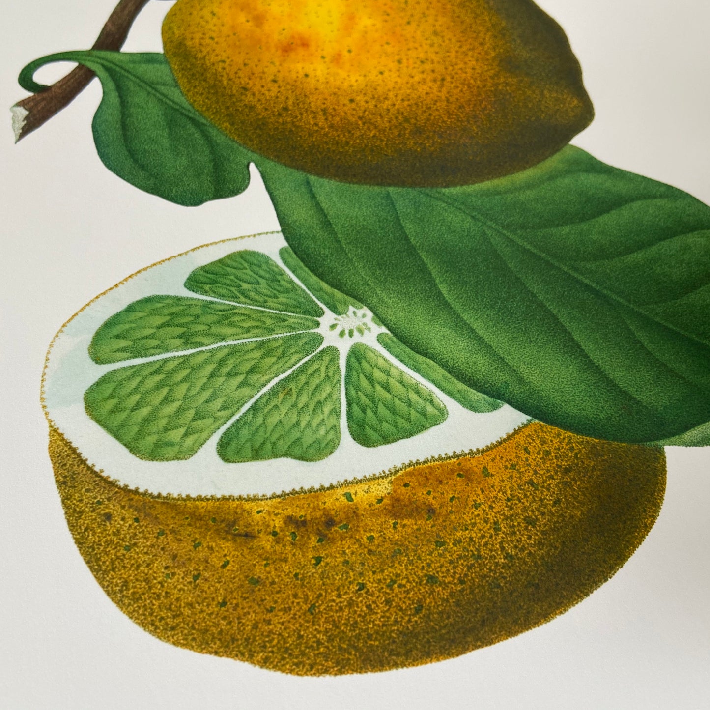 Botanical Vintage Lemons Plants & Fruits - Set of 6 Prints