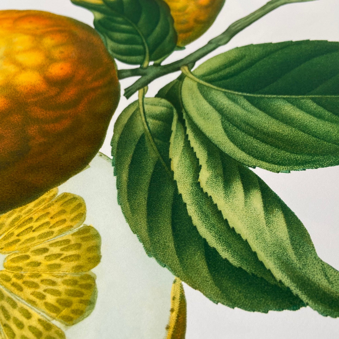 Botanical Vintage Lemons Plants & Fruits - Set of 6 Prints