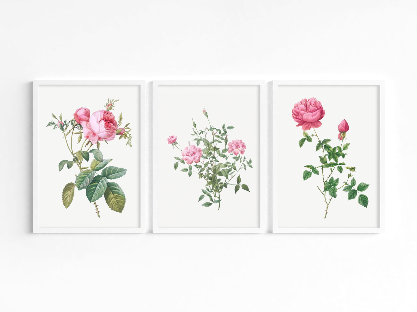 Botanical Vintage Roses - Set of 3 Prints