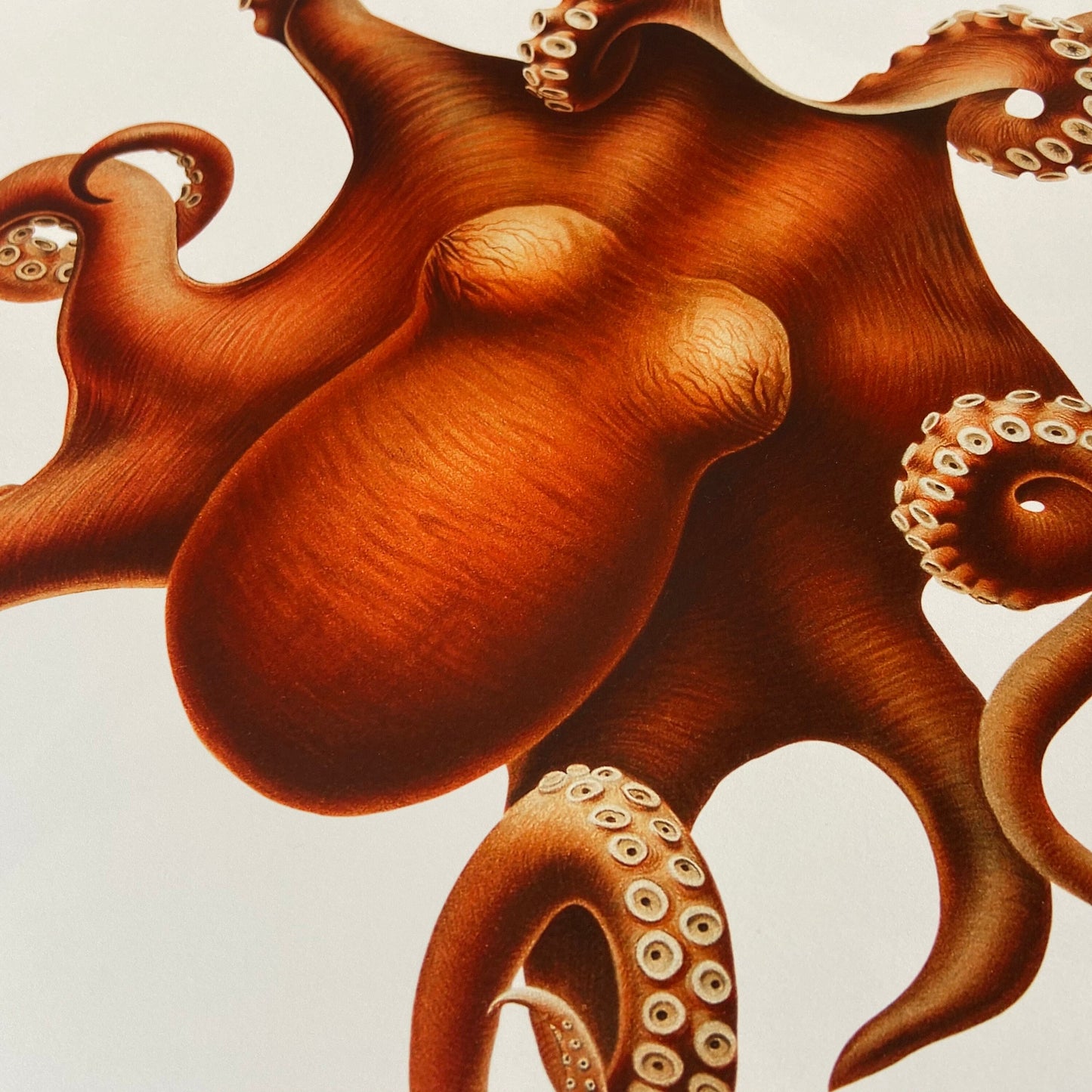 Vintage Nautical Octopus Art Print