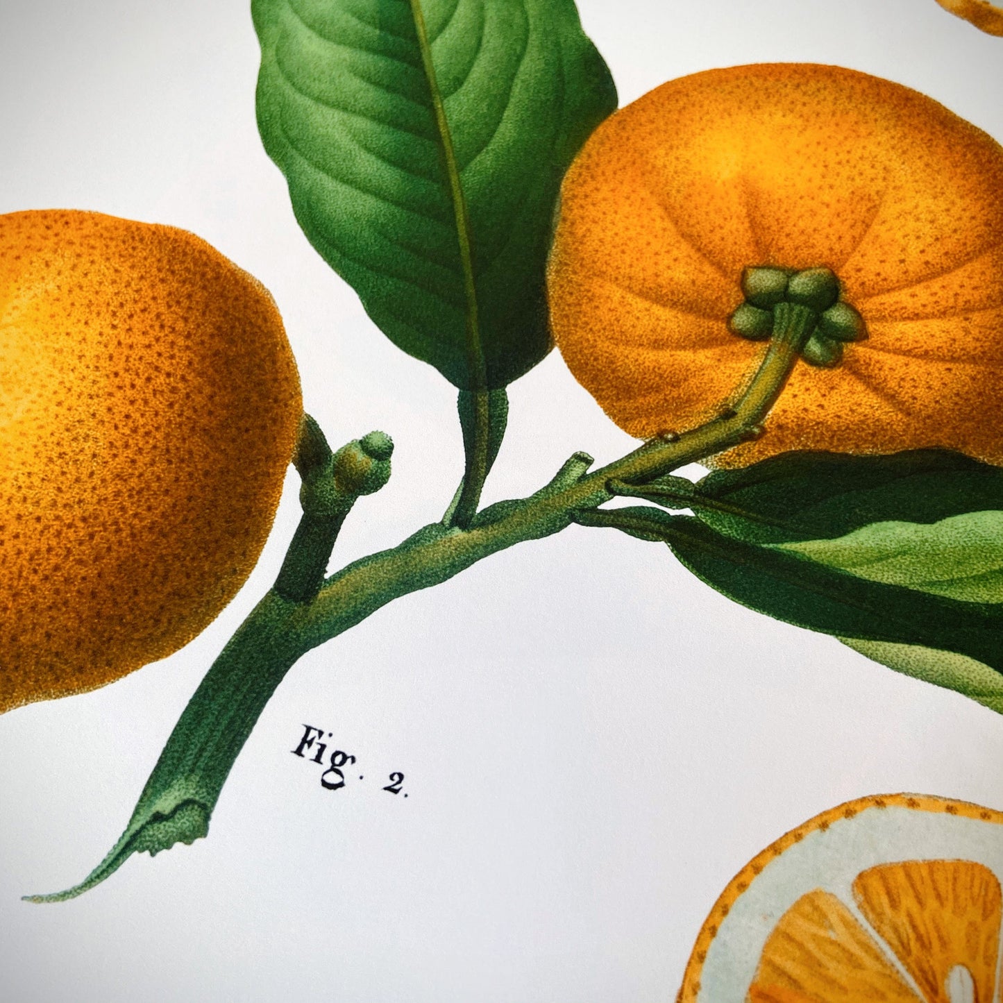 Botanical Vintage Lemons Plants & Fruits - Set of 3 Prints