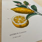 Botanical Vintage Lemons Plants & Fruits - Set of 3 Prints