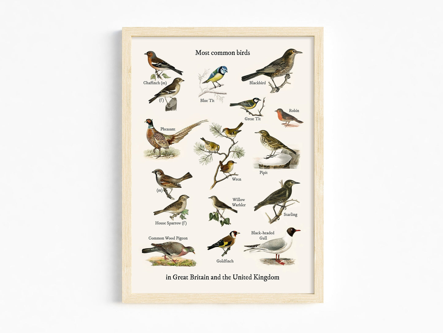 Vintage British Garden Birds - Most Common Birds Print