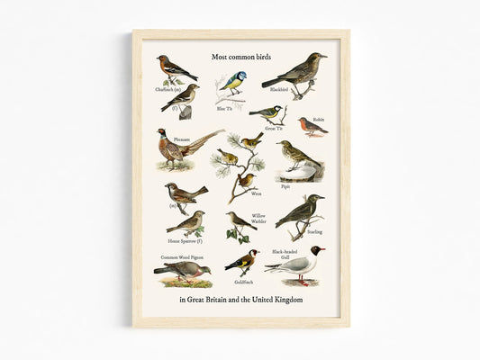 Vintage British Garden Birds - Most Common Birds Print